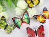 Kreative Farbe Schmetterlingsform Nachtlampe kann LED dekorative Wandleuchte leuchtende Schmetterling neue spezielle Lampe kostenloser Versand eingefügt werden