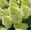 100 pz / sacchetto Hydrangea Paniculata 'vaniglia fraise' fragola ortensia semi di fiori bonsai semi di fiori in vaso pianta per la casa giardino