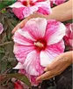 50 stks Hibiscus boomzaad Chinese hibiscus bloem hibiscus zaden goedkope bloem zaden indoor bonsai plant gemakkelijk te groeien tuin