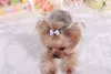 Dog Hair Bows Clip Pet Cat Puppy Grooming Striped Bowls For Hair Accessories Designer 5 Färger Mix WX97786779811