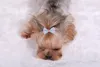 Pies Hair Bows Clip Pet Cat Puppy Puppy Pielęgna miski do paski do włosów Designer 5 kolorów Mix WX9778779811