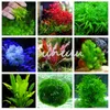 herbes d'aquarium