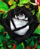100 pçs/saco Sementes de Rosa Preta com borda vermelha, Sementes de flores de jardim populares de cor rara Arbusto Perene ou Flor de Bonsai para jardim doméstico