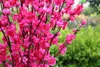 Ny konstgjord körsbärs vårplommon persika Blossom gren silke blomma träd för bröllopsfest vit röd gul rosa 5 färg dekorativa blommor