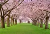 Pink Cherry Blossom Trees Wedding Floral Backdrops Photography Printed Spring Flowers Green Grass Nature Scenic Kids Photo Background