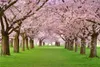 Roze kersenbloesem bomen bruiloft bloemen achtergronden fotografie gedrukte lente bloemen groen gras natuur toneel kinderen foto achtergrond