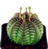 Vendita calda piante succulente 100 pz / pacco Euphorbia Obesa semi, molto rari semi di fiori di cactus per piantare giardino, facile da coltivare