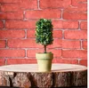أعلى مصغرة ديكور النباتات الاصطناعية المزخرف نبات بوعاء لغرفة المعيشة الرئيسية مكتب الجملة والتجزئة