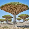 10 stks / tas Dragon Blood Tree (Dracaena Sanderiana) Dracaena bomen vier seizoenen groengroene vaste planten boom zaden bloemzaden