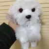 cute soft animal maltese dog plush toy mini stuffed lying animals pet dogs doll baby gift car decoration 35x12x14cm DY501387557432