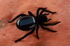 Gioco solare divertente Solar Spiders Solar Cricket Educational Spidertoy Birthday Regalo con OPP Bag