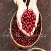 20 Pcs Coffee Bean Seeds Tropical Bonsai Tree Seeds Perennial Green Vegetable Fruit Coffee Tree Seeds for Home Garden Planting