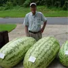 2018 Hot Rare Giant Watermelon Seeds 50pcs Fruit seed Vegetable Interest So Sweet Easy to plant For Garden & Farm Family Plant
