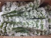 Nieuwe Mooie Gypsophila Baby039s Adem Kunstmatige Nep Zijden Bloemen Plant Thuis Bruiloft Decoratie 100 stks Epacket 9350039