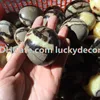 1Pc 35mm-60mm 자유형 자연 Septarian Pocket Palm Stone 행운의 돌연변이 Saptaria 결절 수정 화석 걱정 스톤 Reiki Dragon Egg Stone