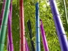 Nieuwe collectie 20 stks bamboe zaden zeldzame gigantische moso bamboe bambu zaden bambusa lako boomzaden voor thuis tuin DIY potplant