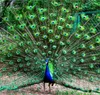 70 -80 CM véritable plume de paon naturel élégant accessoires décoratifs pour la décoration de fête 200 pcs/lot