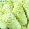 200PCS Chinese Delicious Cabbage Seeds Easy to Grow Nutritious Green Vegetable Seeds Brassica Pekinensis Plants Garden Supplies