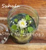 5 Stücke Mini Lotus Samen Neue Hyazinthe Teich Samen Seerose Samen Beste Keimen Lotus Blume Indoor Fissidens Blume Bonsai Diy Gartenpflanzen