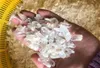 Natural White Clear Quartz Crystal DIY Small Hexahedron Columnar Rough Raw Ore Energy Stone Arts Crafts Gifts 1aj bb5014777