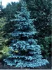 30 Pz Colorado Blue semi di abete piante Blue Spruce Seeds Picea Albero In Vaso Bonsai Cortile Giardino Bonsai Pianta Pino Semi