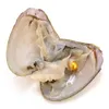 Nieuw product enkele grote ronde parels 6-7 mm natuurlijke parel in oesters zoetwater oesters shell diy sieraden voor vrouwen feestverrassing