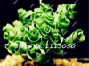 200 stks lente gras zaden vetplanten plant gras zaden diy bonsai pottuin huis exotische plant spiraal gras bonsai zaden