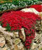 100st / väska Rock Cress Frön Klättring Barley Plant Perennial Bonsai Flower Plants Fröer Naturlig tillväxt Dekoration för hemträdgård