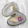 11 farben zu wählen akoya perle austern Echte Süßwasser Oyster Perlen Charme Perlen Schmuck Machen Multi Farbe Perlen