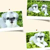 Simuleringshund Schnauzer Plush Toy Cartoon Doll Realistic Animals Dog Birthday Present for Children Gifts Creative Decoration DY502958456643