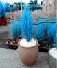 Exotic Italian Blue Cypress Tree Seed 20 Pcs Indoor Outdoor Desk Ornamental Plants, Rare Christmas Tree Perennial Flower Pots Planters
