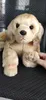 Kvalitetssimulering Animal Golden Retriever Dog Plush Toy Stuffed Soft Prey Dog Pet Doll 50x23cm DY501189429678