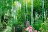 Douane 3D Wallpaper Delicate Peony Green Bamboo Forest HD Landschap Muurdocument Superieure Interieur Decorations Wallpaper