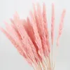 10PCS Naturalne wysuszone małe pampas Grass Phragmites Communiiswedding Flower Bunch 40 do 68 cm wysokości do wystroju domu19822063