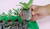 Honana HG-GT10 10Pcs Seedling Soil Block Peat Pellets Seed Starting Plugs Garden Tool Seeds Starter Pallet