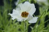 white red Cosmos flowers Plastic Bushes Fake rtificial flowers Indoor Outside Home Garden Office Verandah Wedding Plastic Flower