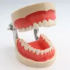 Tandheelkundig onderwijsmodel Standaard tandtypodontmodeldemonstratie met verwijderbare tanden 200H1127556