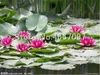 Wasserpflanzen Blumen-Bowl Lotus Samen Wasser-Lilien-Lotus-Anlage 100% echte Regenbogen Pflanze hydroponischen Pflanzen Blumen Bonsai 5 Stück