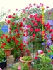 Nueva pérgola de hierro para jardín, soporte de flores, arco de Metal, marco de escalada verde, estante de lufa, estante de ratán de uva