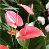 300 Stcs/Bag Samen Gartenversorgungen Anthurium Bonsai Pflanze Topfblume reinigen ständig die Luftabsorption schädliche Gase natürliche Wachstumsvielfalt von Farben