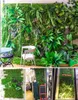 40 * 60cm人工植物の壁の芝生ミラノユーカリ草のプラスチック偽の芝生の緑の植物の壁のドアの装飾