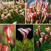 200 Pcs Seeds Rare Bonsai Oxalis Flower Red White Rotary Indoor Oxalis World's Rare Flowers For Garden Home Flowers Pot Planting