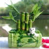 Big 30pcs von glücklichen Bambuspflanzen Bonsai Viel Glück Pflanzen Vitalität hartnäckiger Balkon Wohnzimmer Hausgarten Bonsai263j