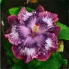 300 Stück / Tasche Hibiskus Blumensamen Pflanze Hibiscus Bonsai-Blume chinesische Rosenpflanze-Mix-Farben, um Pflanze für Hausgarten zu wählen