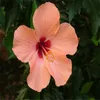 300 Stück / Tasche Hibiskus Blumensamen Pflanze Hibiscus Bonsai-Blume chinesische Rosenpflanze-Mix-Farben, um Pflanze für Hausgarten zu wählen