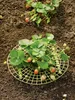 Çilek destekler 4 sağlam bacaklı bahçe malzemeleri ile yer çürümesi bitki desteğini önlemek için meyveyi yükseltmeyi destekler