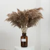 Natural Pampas Grass Wedding Phragmites &Reed Bunch Flowers Dried Reed Christmas Home Wedding Decoration Bouquet