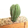 Konstgjorda livliga succulents kaktus multi typ plast plantor trädgård miniatyr kaktus diy hem vardagsrum kontor dekoration1