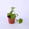 50pcs / högkvalitativ tvåfärgsblomma pott plantskola trädgårdsskötsel tvåfärgade plantskola potten växt odling plantering köttig blomkruka