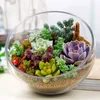 100 pcs Succulent seeds Fast Growing Planting Season All for a summer residence Purify The Air Absorb Harmful Gases Natural Growth Variety of Colors Aerobic Potted
